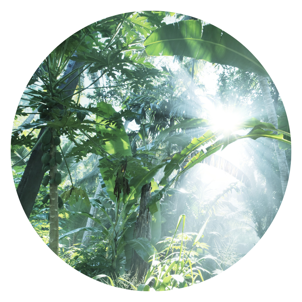 Dschungel zu sehen. Pflegeberatung in Dortmund